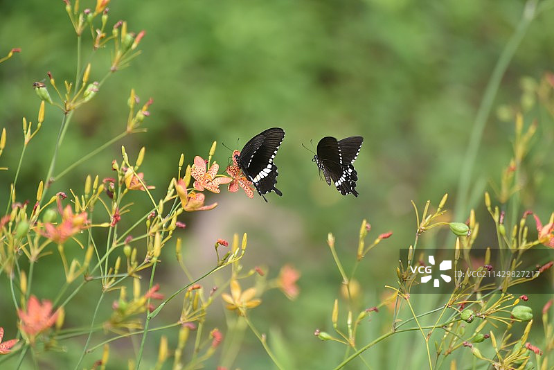 蝶恋花系列图片素材