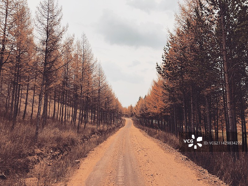 林中树木旁的空路图片素材