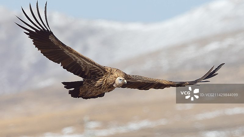 高山兀鹫在甘南图片素材