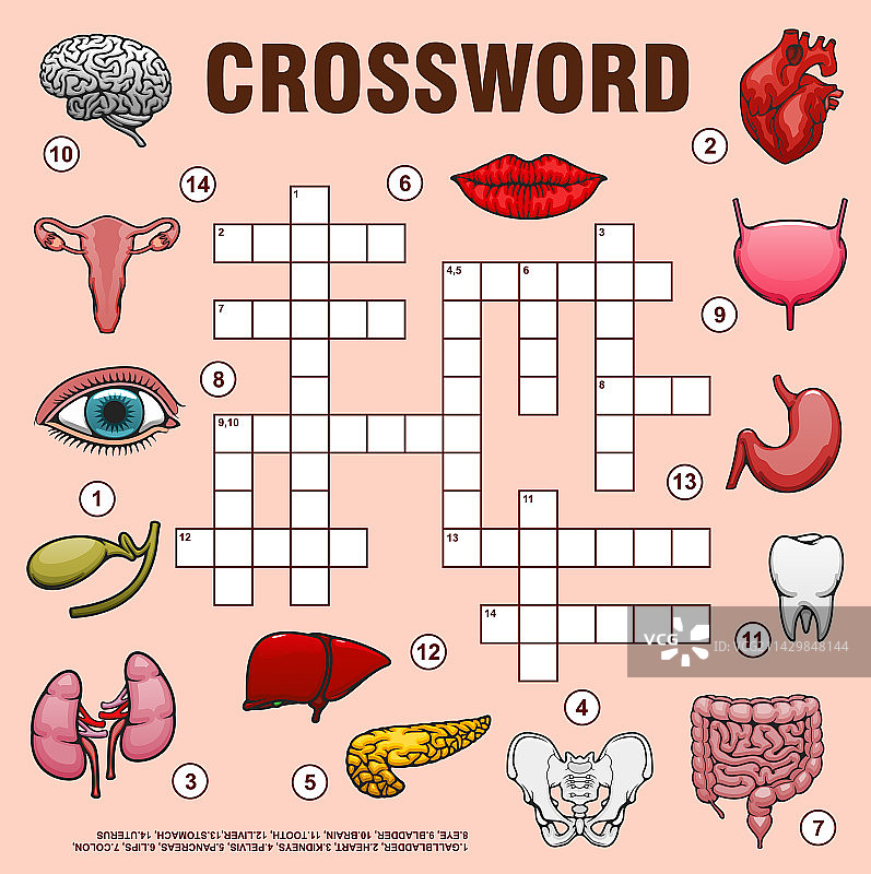 人体器官填字游戏图片素材