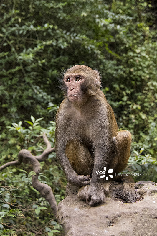 贵阳黔灵山猴子图片素材