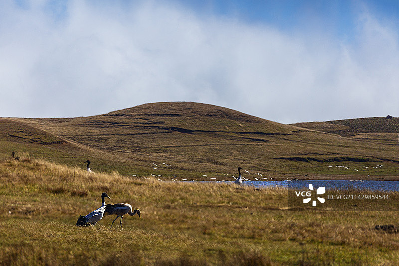 云南昭通大山包（2） 这里被称为中国最美湿地，是我国一类保护动物黑颈鹤最大的越冬栖息地。图片素材