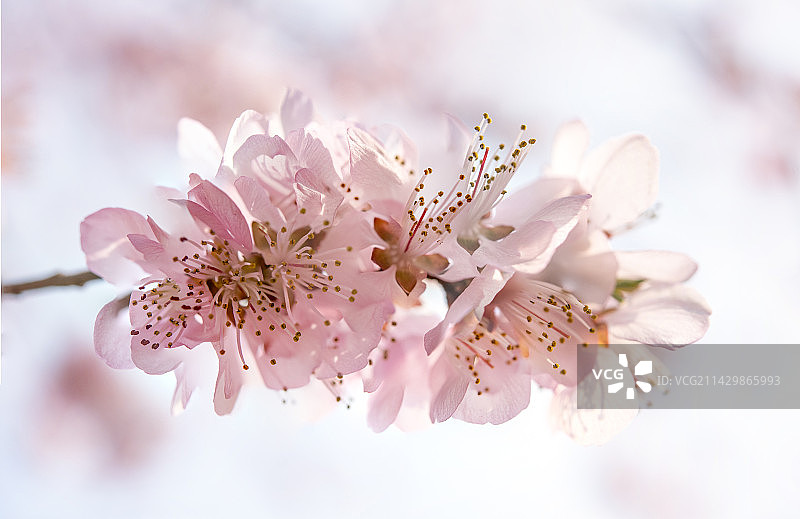 桃花盛开时图片素材