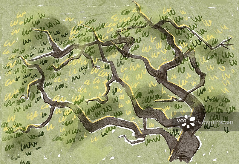 春天里的树图片素材