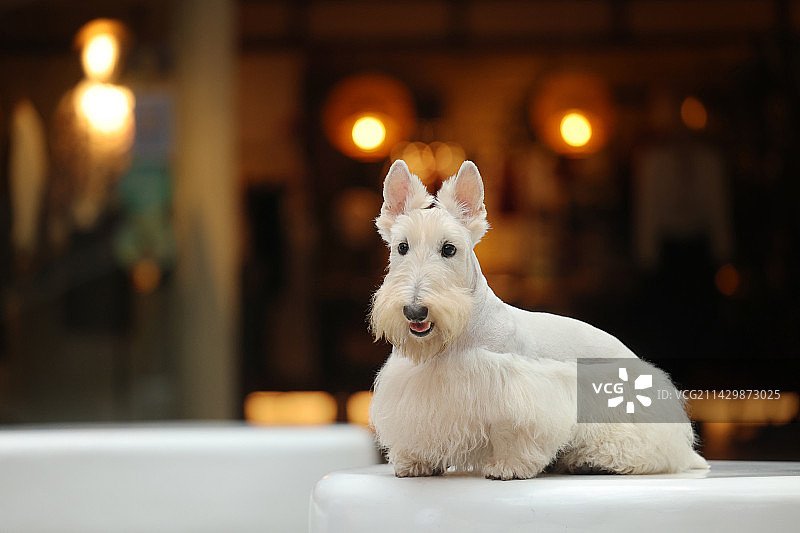 嬉戏的苏格兰梗图片素材