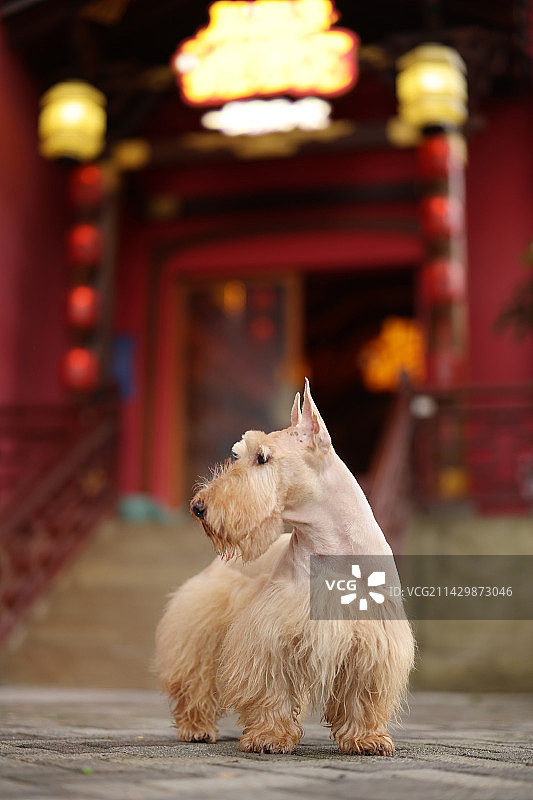 嬉戏的苏格兰梗图片素材