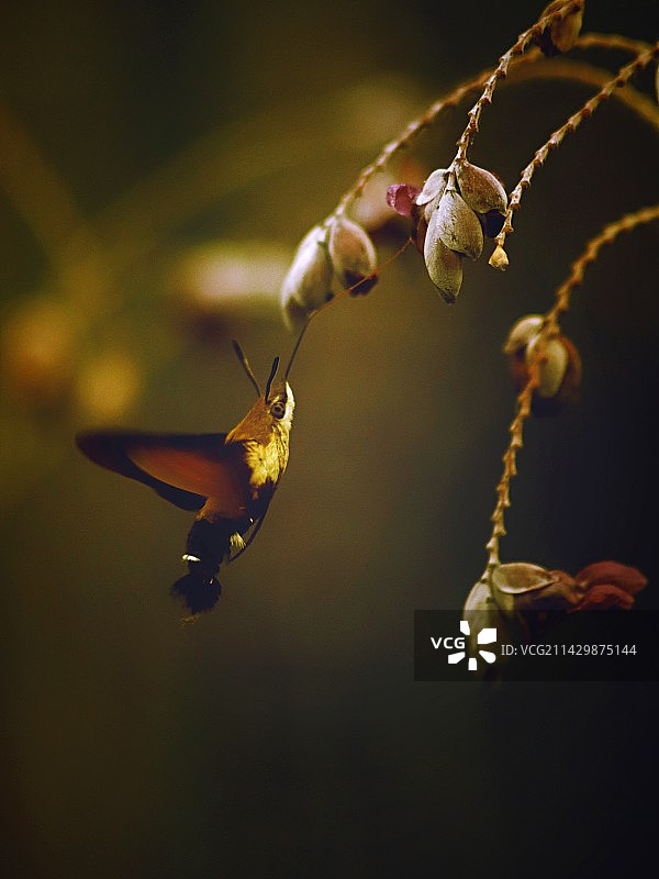 池塘边的蜂鸟蛾图片素材