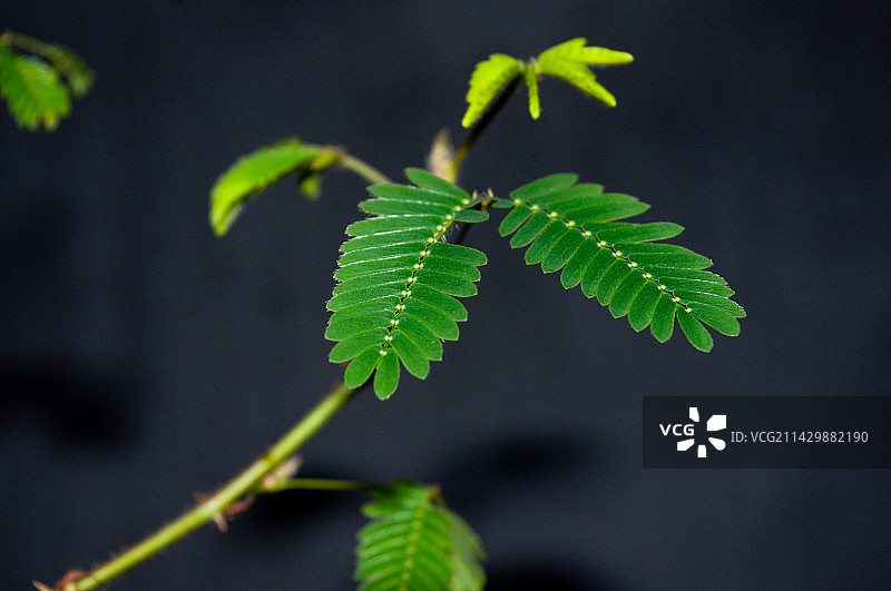 含羞草图片素材