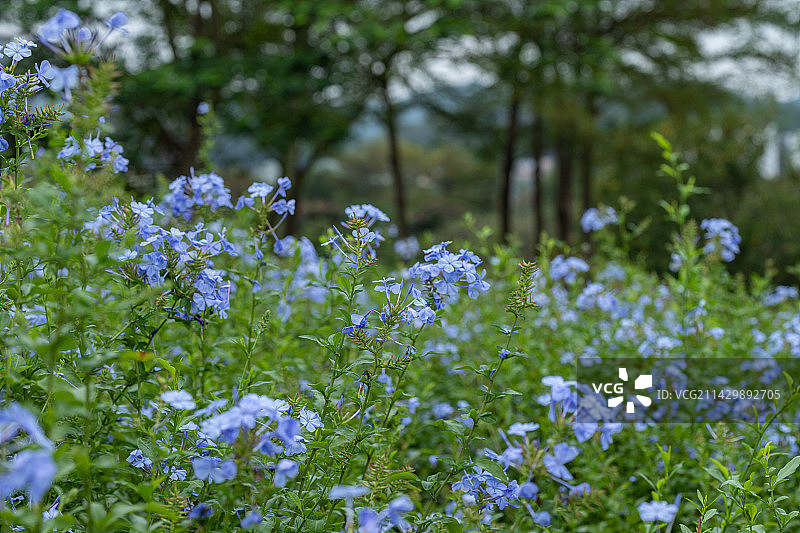 深圳陌上花公园蓝雪花图片素材