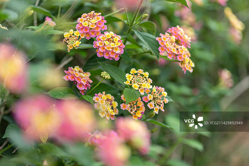 春天，马缨丹花微距特写图片素材