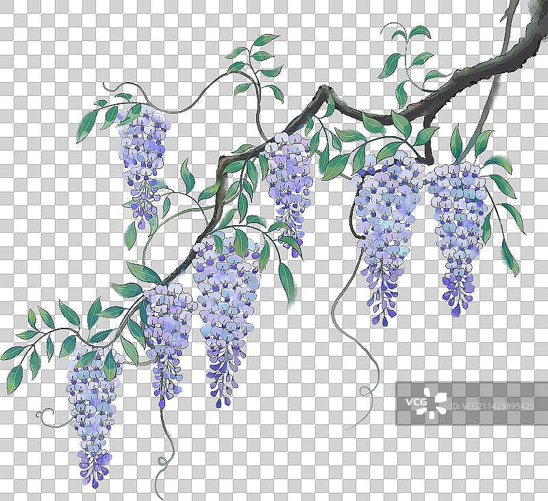 节气花卉紫藤花古风水墨插画图片素材
