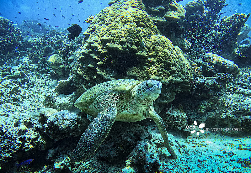 珊瑚礁上的海龟，水下摄影海龟与珊瑚，仙本那的海底图片素材