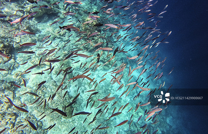 海底的珊瑚与鱼群，水下摄影的景观，仙本那水下摄影的鱼群图片素材