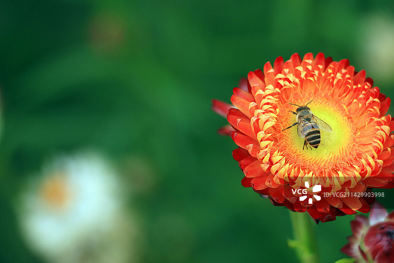 蜜蜂在花上的特写镜头图片素材