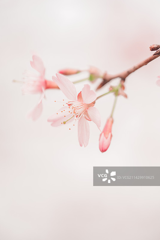 春天的花图片素材