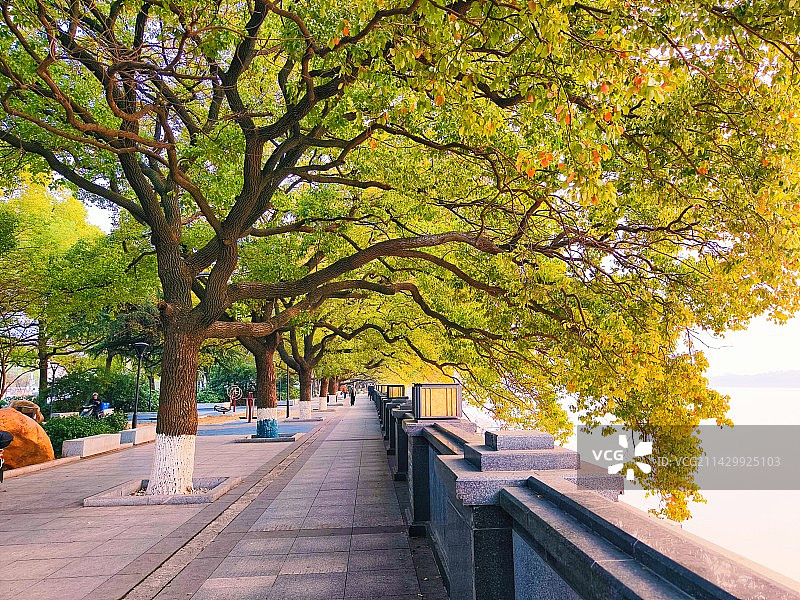 长沙湘江边的香樟树图片素材