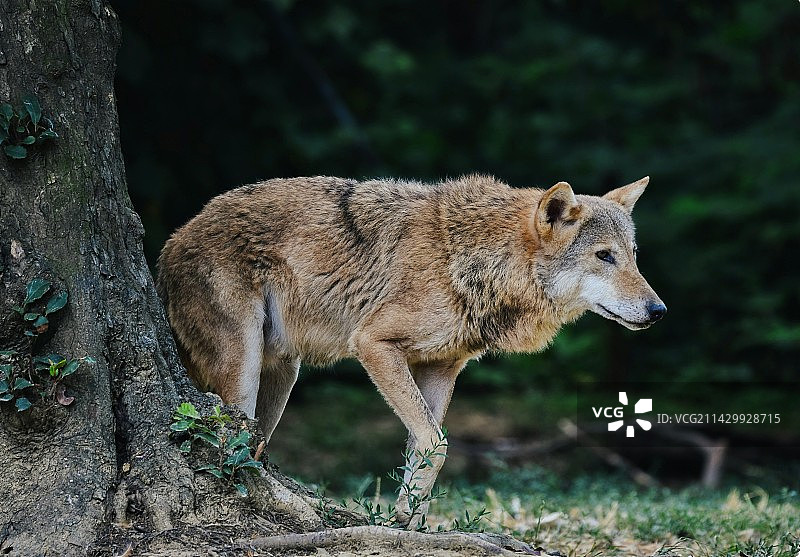 森林孤狼图片素材