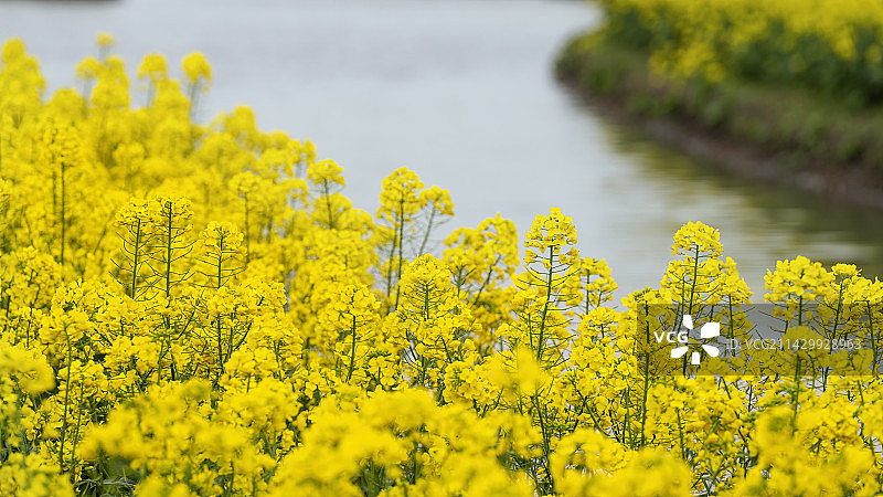 江苏兴化千垛菜花风景区图片素材