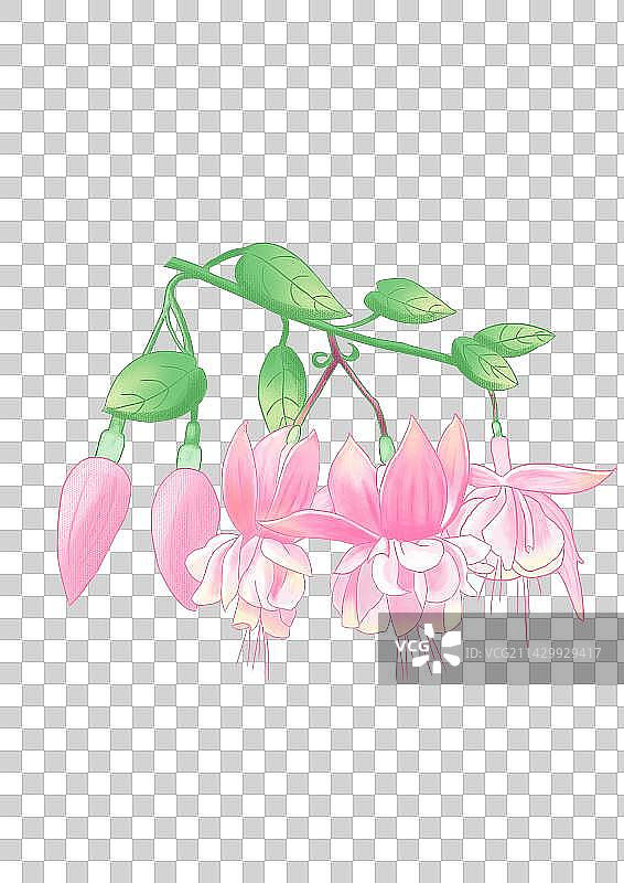 免扣元素-倒挂金钟图片素材