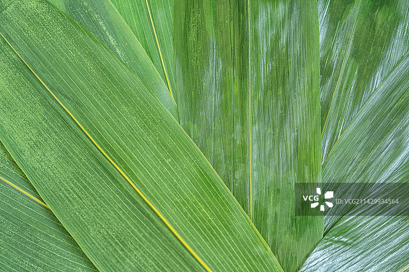 端午粽叶图片素材