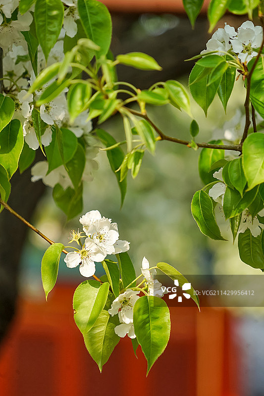 春天盛开的白色梨花特写图片素材