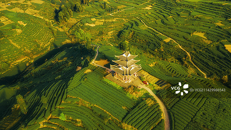 四川省雅安市名山春季茶园航拍大地指纹图片素材