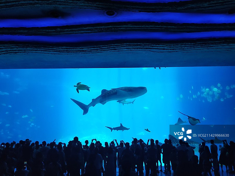 人们观赏海洋内的鲸鲨图片素材