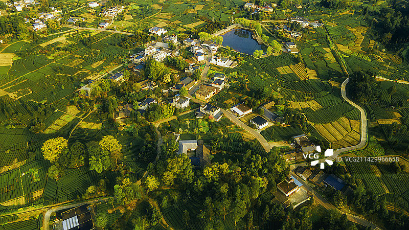 四川省雅安市名山春季茶园航拍大地指纹图片素材