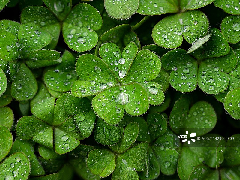 幸运四叶草图片素材