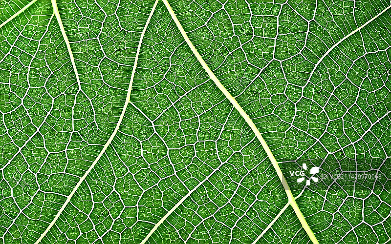 绿叶纹理图片素材