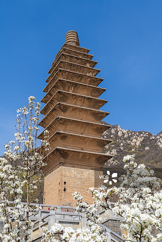 河南郑州登封永泰寺塔梨花盛开户外风光图片素材