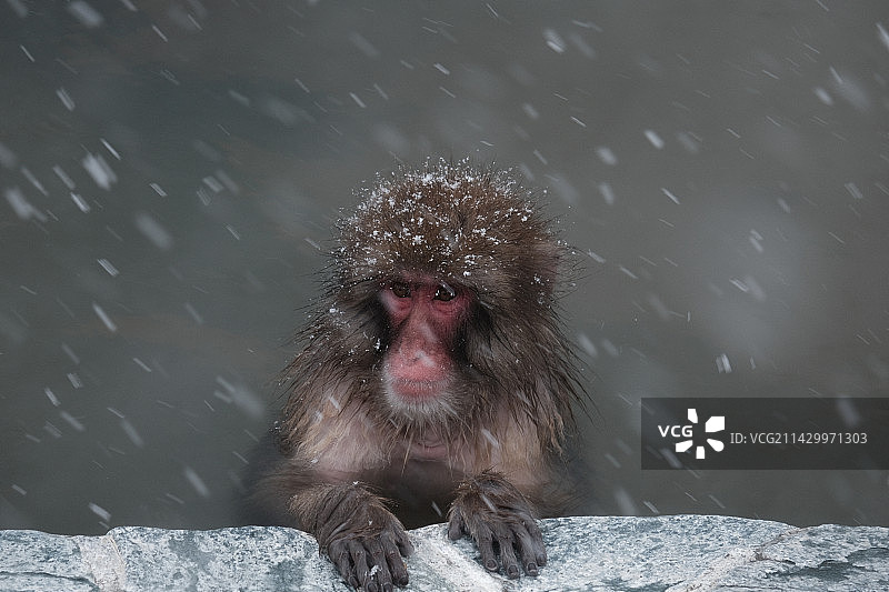 猴子温泉图片素材