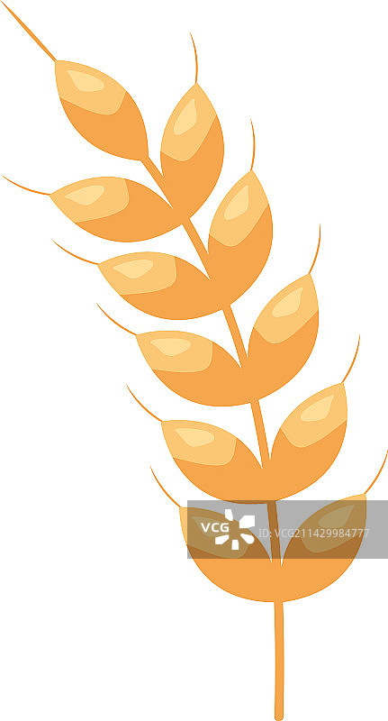 金色麦穗图片素材