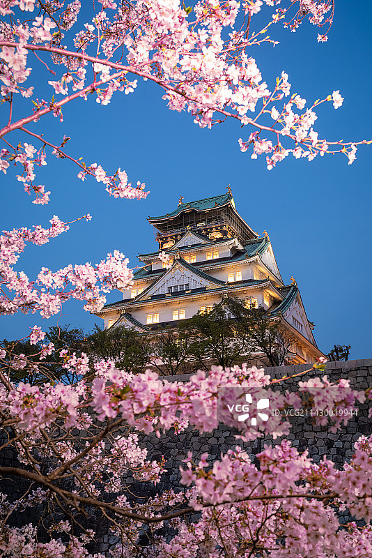 夜幕下日本大阪的大阪城天守阁和樱花图片素材