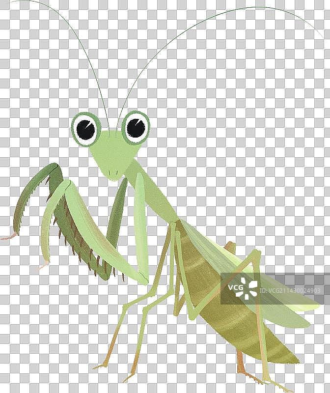 螳螂昆虫元素图片素材