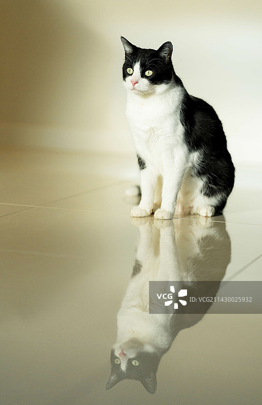 猫坐在地板上图片素材