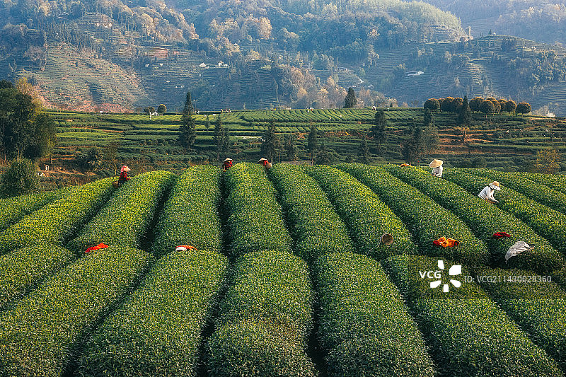 四川省雅安市名山春季茶园摘茶图片素材
