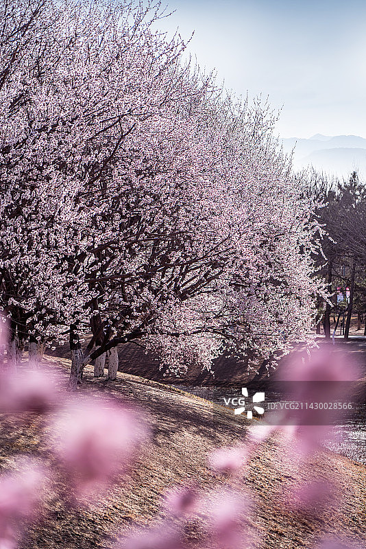 北京奥森桃花图片素材