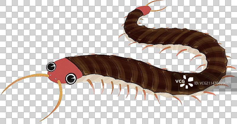 蜈蚣小动物元素图片素材