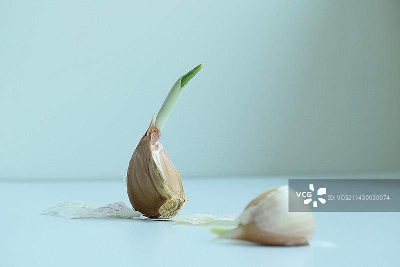 发芽的大蒜创意特写图片素材