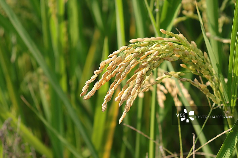 秋天丰收的稻谷图片素材