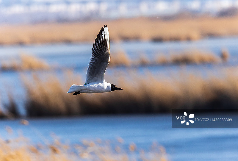 飞过海面的鸟的特写镜头图片素材