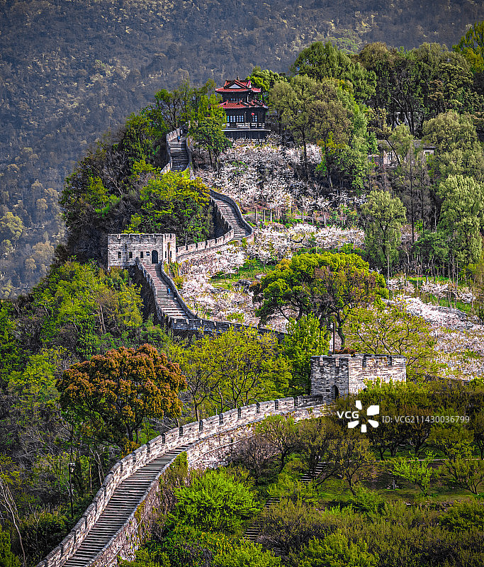 临海长城樱花园图片素材
