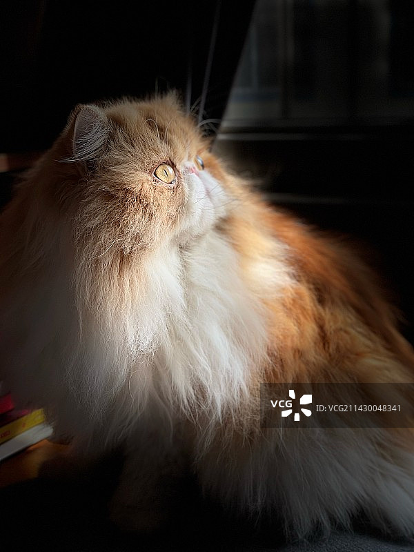 今天是酷猫图片素材