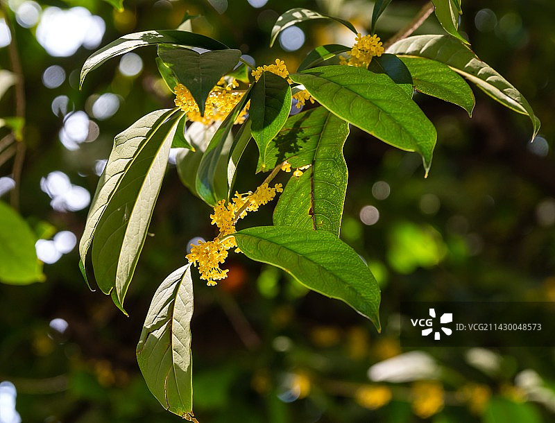 金秋八月，树上开放的桂花，桂花，桂花香图片素材