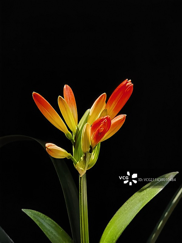 君子兰花蕊图片素材