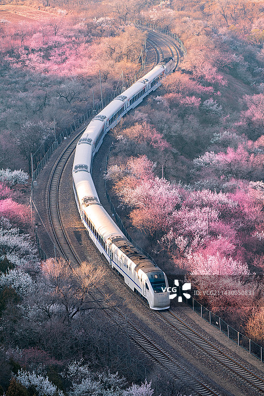 市郊火车穿过居庸关花海图片素材