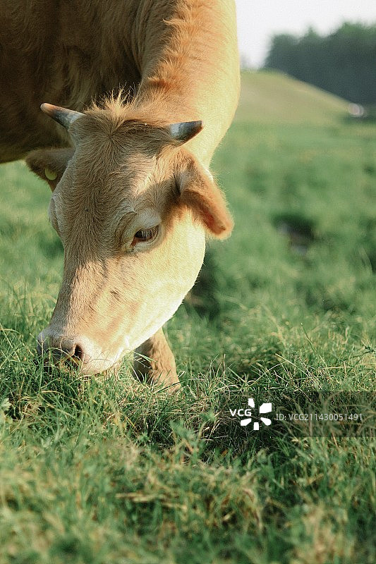 牛在草地上吃草的特写图片素材