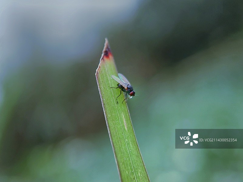 植物上昆虫特写镜头图片素材