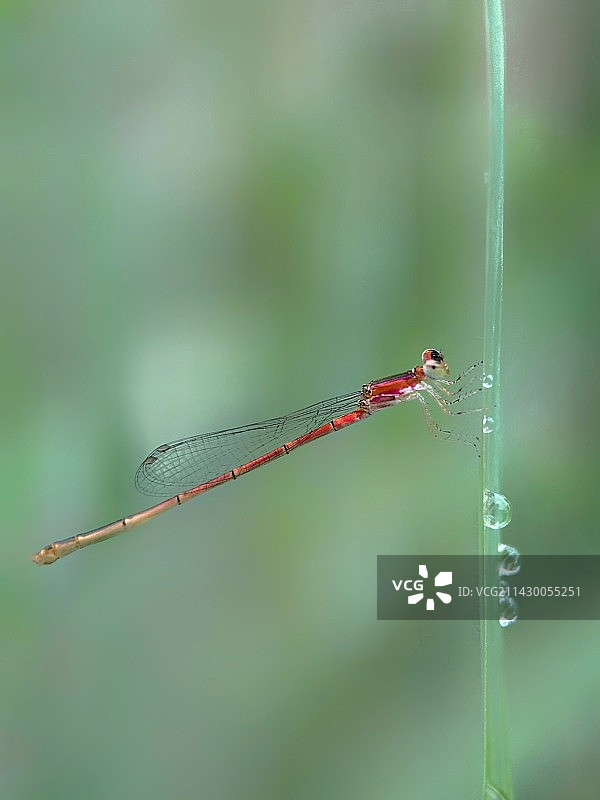 植物上的豆娘图片素材